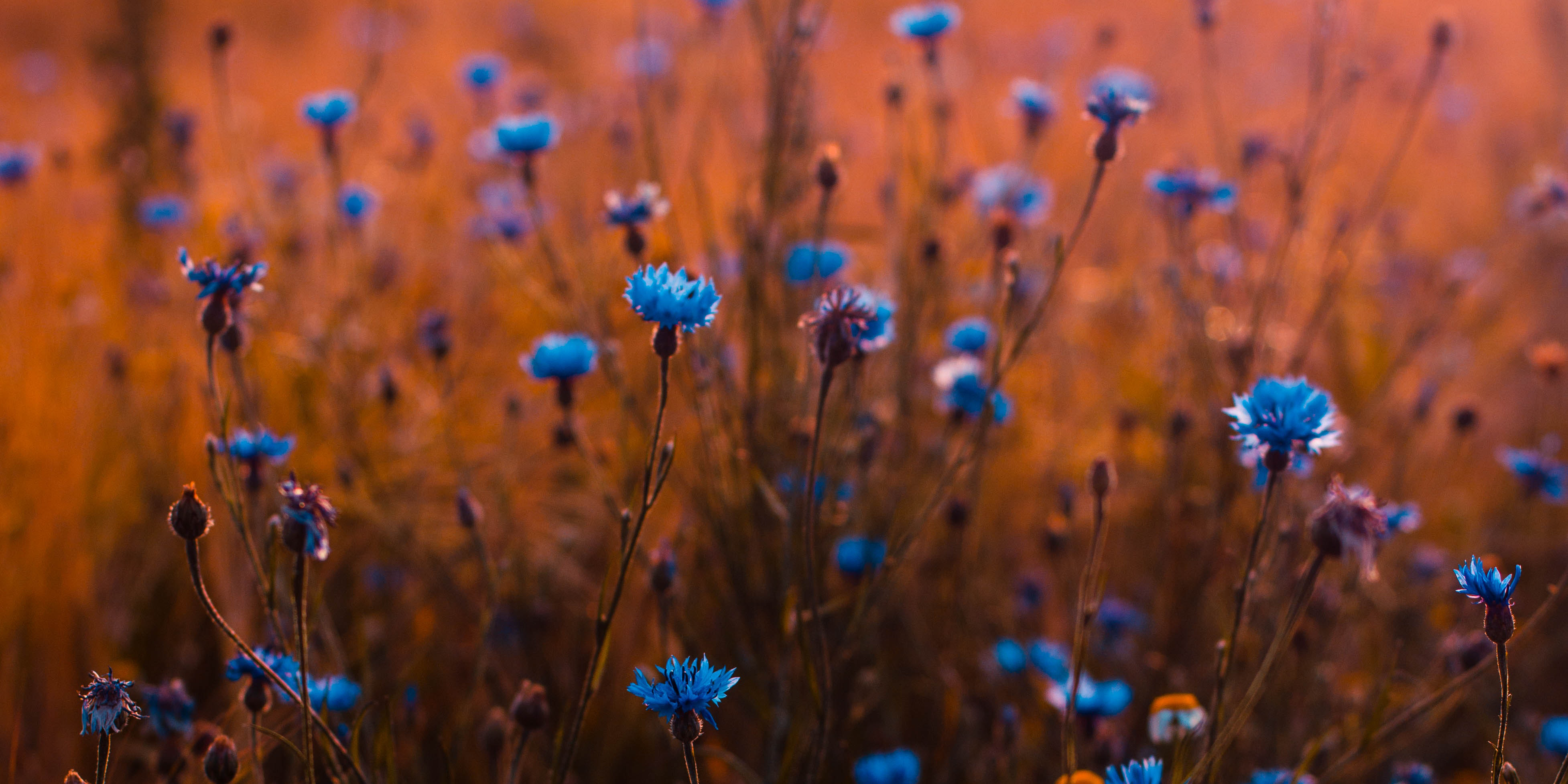 Blue flowers details